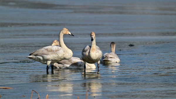 천연기념물 큰고니가 40년만에 안산화랑저수지를 찾았다.(사진,환경전문가 최종인 제공)