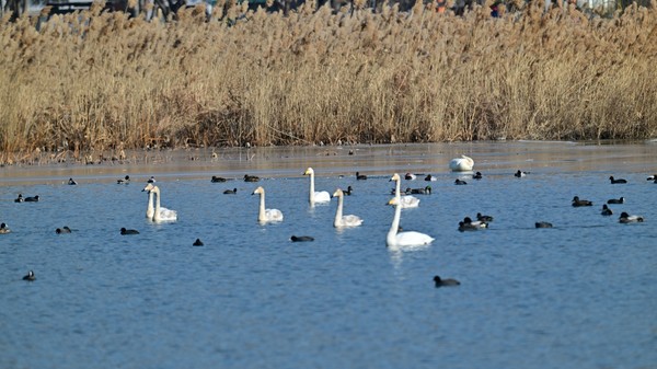 안산화랑저수지를 찾은 큰고니가 고니(백조) 등 겨울 철새들과 여유롭게 유영을 즐기고 있다.(사진,시화호 지킴이 최종인  제공)