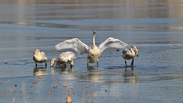 큰고니가 날개를 펼치며 위용을 자랑하고 있다.(사진,최종인 시화호지킴이 제공)
