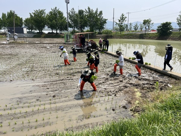 안성시, “고품질 안성쌀 생산의 시작은 품종별 적기 이앙부터”